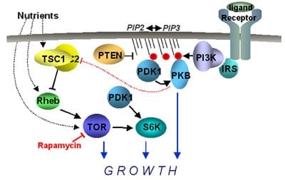 R3(long) IGF-1…A good base