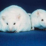 obese mice